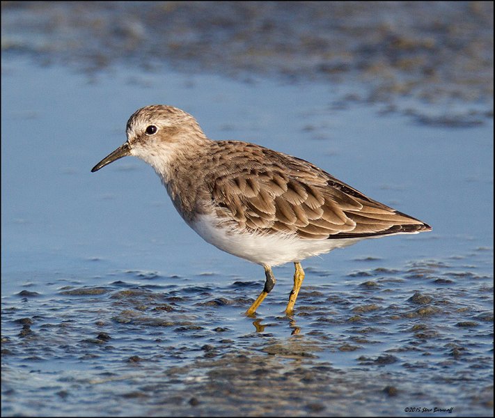 _5SB4798 least sandpiper.jpg